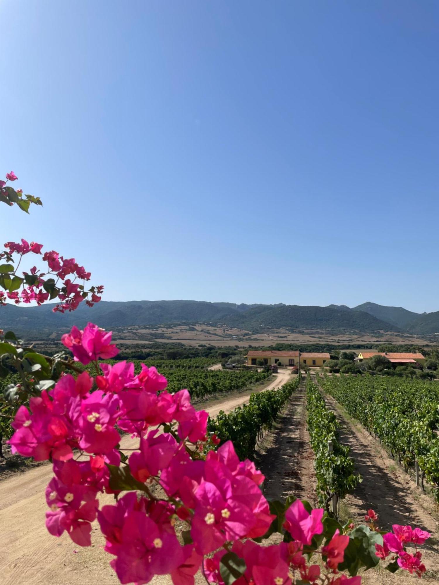 Agriturismo Campesi Casale Tra Le Vigne Aglientu Εξωτερικό φωτογραφία