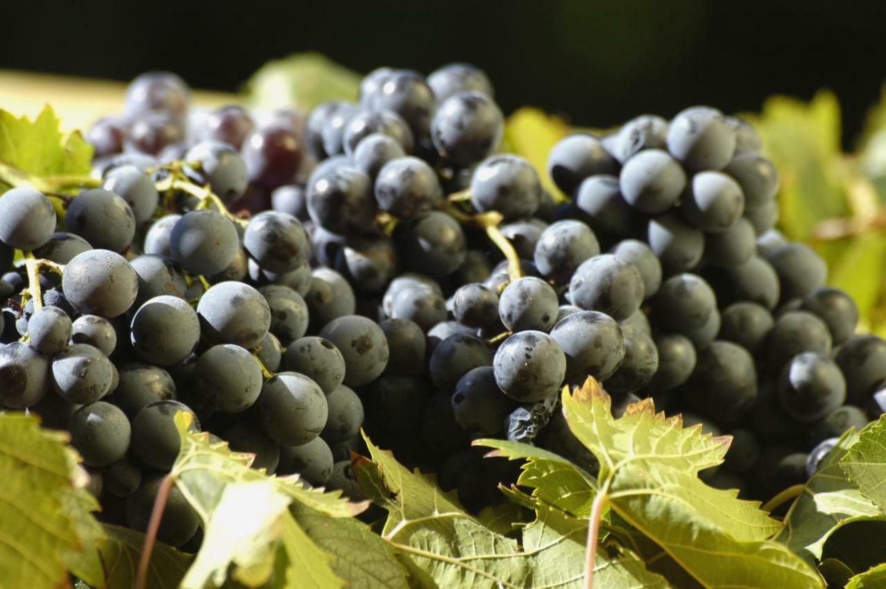 Agriturismo Campesi Casale Tra Le Vigne Aglientu Εξωτερικό φωτογραφία